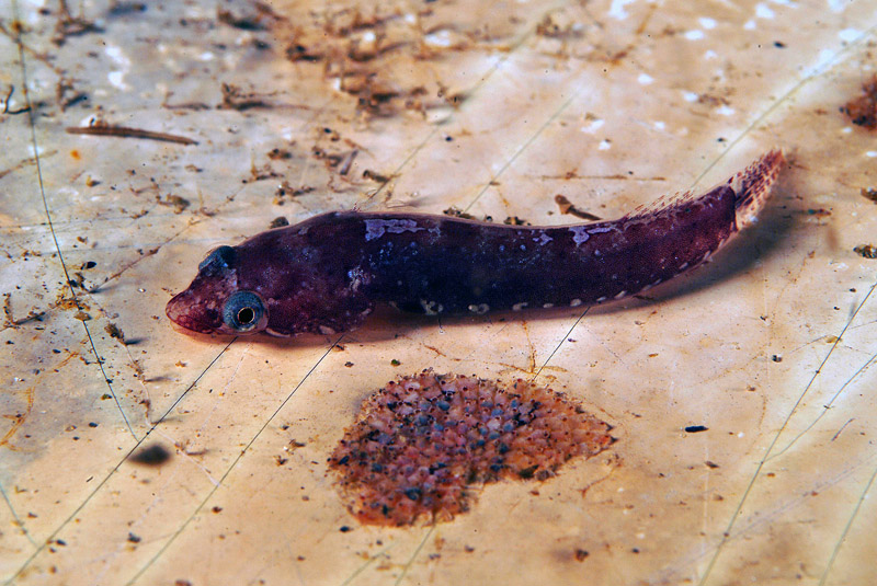 Diplecogaster bimaculata bimaculata